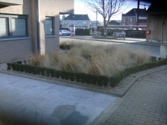 Aanleg tuin met buxus en siergrassen