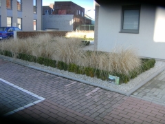 Resultaat aanleg tuin met buxus en siegrassen