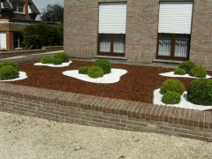 Aanleg met siergrind, schors een buxus