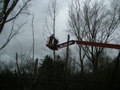 Inkorten bomen met hoogwerker