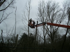 Trimmen bomen met hoogwerker