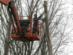 Snoeien bomen met hoogtewerker