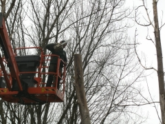 Inkorten bomen met hoogtewerker