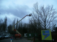 Snoeien hoge bomen