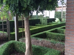 Buxus hagen snoeien