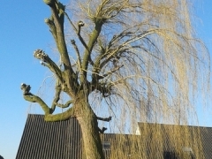 Snoeien treurwilg linkerzijde