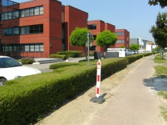 Snoeien van buxushagen